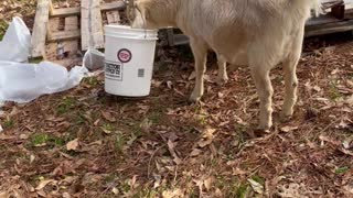 Bucket Head