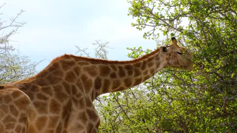 A Giraffe Eating Leaves On Tall Trees