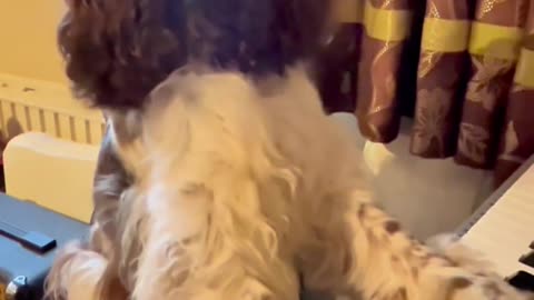 Springer Spaniel Plays Piano Solo