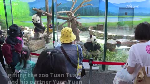 Taiwan invites Chinese vets to visit ill panda