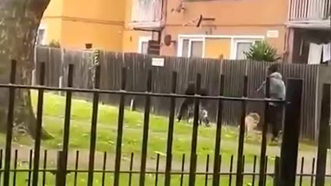 Crazy dog attack a women