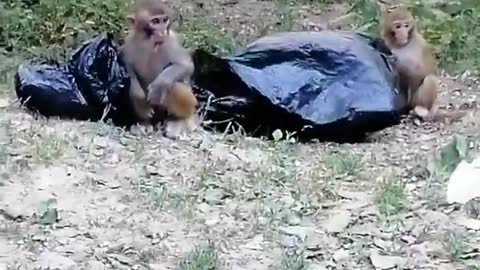 😍 Cute monkey baby 😍 Cute monkeys acting like humans #shorts