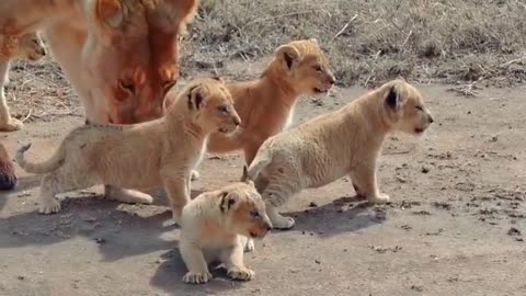 Cute baby lion cub 2