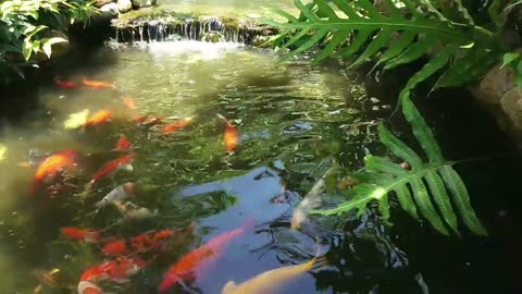 Koi Fish Swimming O A Man Made Fish Pond