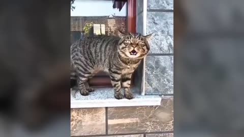 Hilarious and Cute Cats talking like they're hoomans!!!