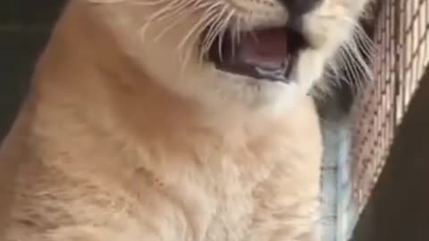 Cute lion cub roar