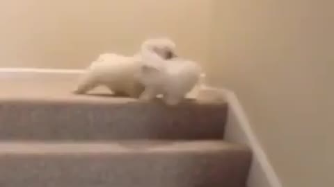 One dog pushed another dog up the stairs