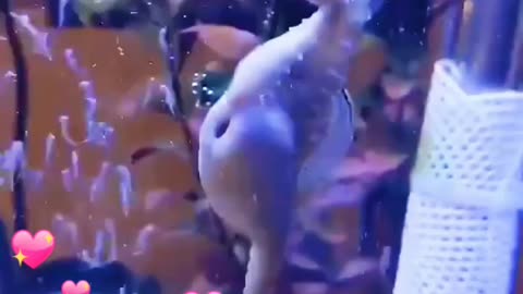 This is how seahorses give birth!!