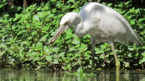 Long version_ Juvenile Little Blue Heron Fishing