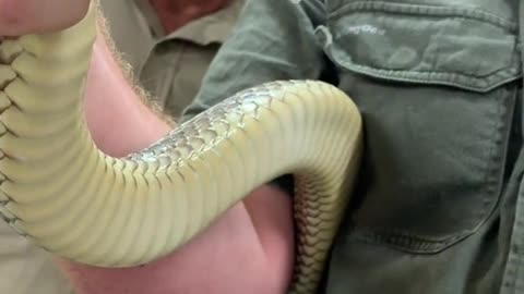 Zoo keeper Zack milking venom to save lives from Eastern Brown one of the most deadly snake on earth