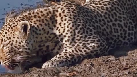 This tiger attacks wild boar to be used as dinner