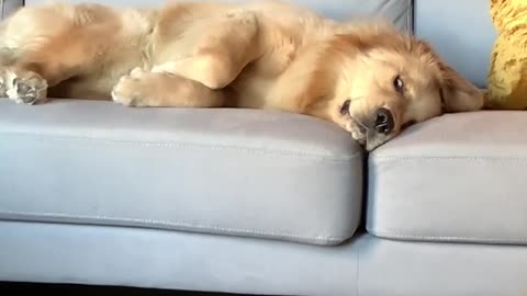 The golden retriever is such a drama queen🐶😂funny dog video😆🐶