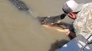 Alligator Affection on the Bayou