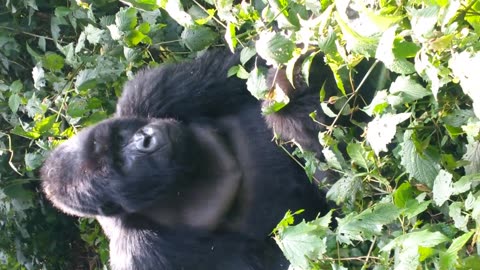 gorilla making baby