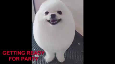 Cute & Funny Dogs Compilation - 1