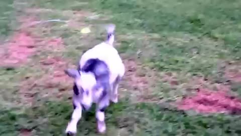 Goat with neurological damage jumps for joy at sanctuary