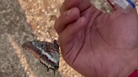 Butterfly lands on aid worker's hand in Turkey