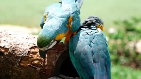 Parrots #parrot #birds #birdlover