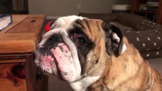Reuben the Bulldog: Hear the Song of My People