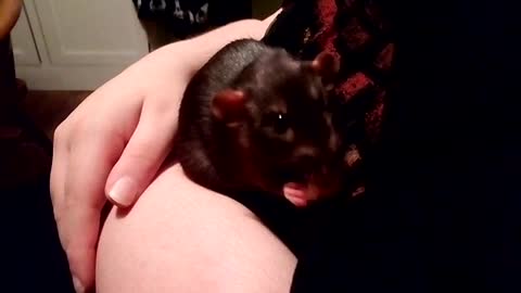 Pet Dumbo Rat Eating Treat