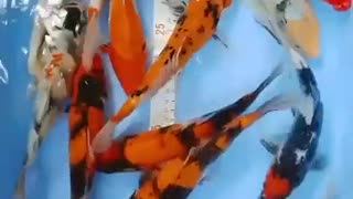 Mix koi fish