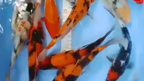 Mix koi fish