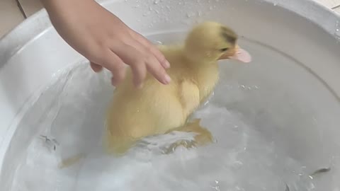 Cute duckling