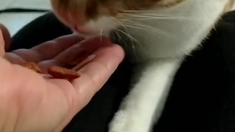 my cat eating