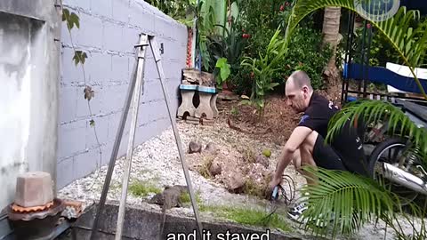 Rescuing a Monitor Lizard