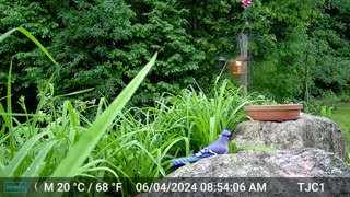 Blue Jay and Red-bellied Woodpecker