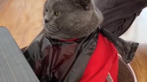 Celebrity Cat In Saloon Funny Viral Video