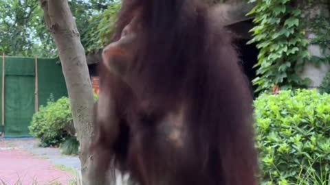 To see orangutans
