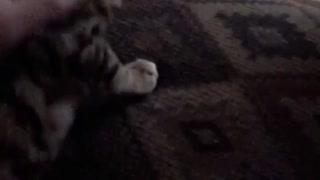 Kitty(Oliver) HATES my singing 🥺