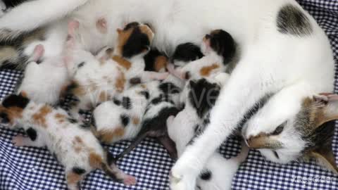 Cute kittens feeding on mother!!!