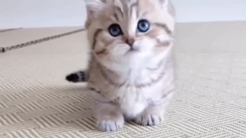 munchkin #cat #kitten Cute Teeny Tiny Munchkin Kitties