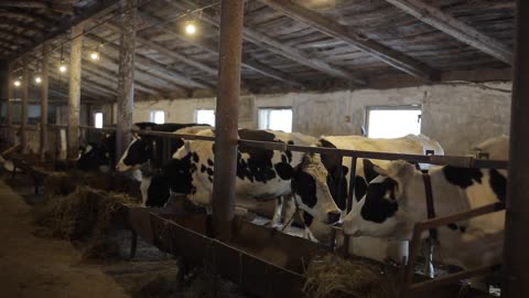 Cows on Farm. Black and white cows eating hay in the stable. Barn. Cowshed