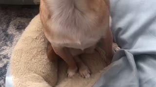 Dog tantrum