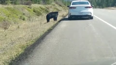 Tourists Taunt Black Bear for Photo Opportunity