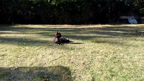 A cat playing in the garden cats