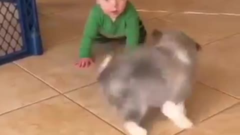 Baby Dog Playing with Baby Boy...Smart Video