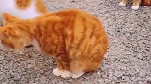 Baby Cats - Cute and Funny Cat Videos Compilation #34 | Aww Animals