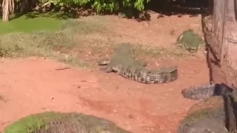 Crocodile eats his friend's leg by mistake