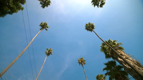 Hollywood Palm Trees