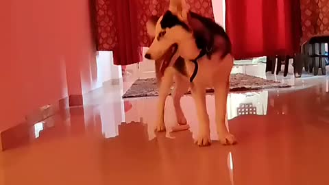 Husk dog play and dance on song