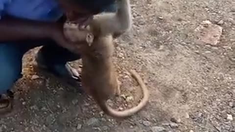 Taxi Driver revives a monkey