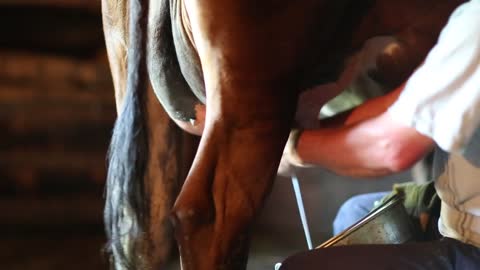 Man milks cow. Jets of milk flows in bucket. Man holds metal pail and milks brown cow