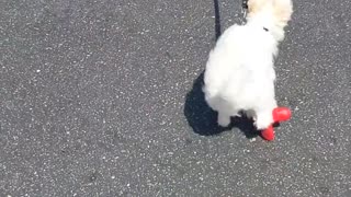 My Maltipoo Puppy in Red Bottom Shoes