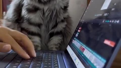 Cat focusing on her career 😀| Cat having fun time