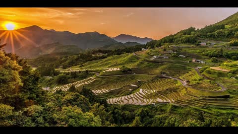 15 Videos of rice field scenery No Copyright | Beautiful Rice Field View