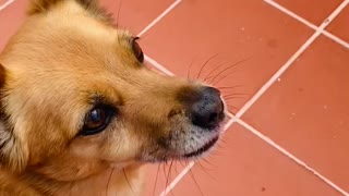 Small cute dog having an unusual snack